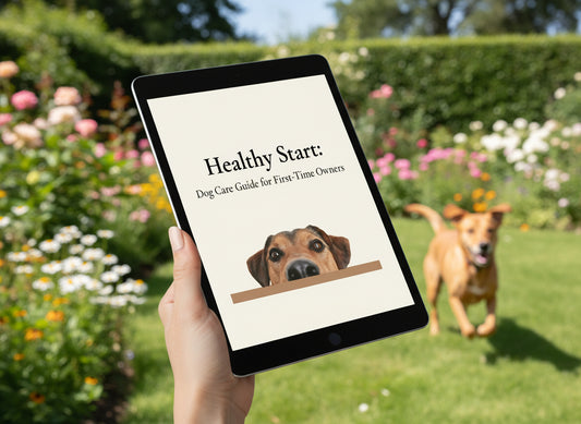 Essential Dog Owner’s Toolkit